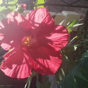 Meet your Posher, Cristina